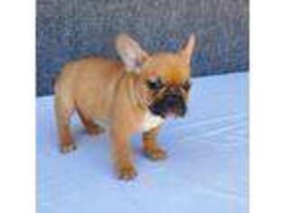 French Bulldog Puppy for sale in Fresno, CA, USA