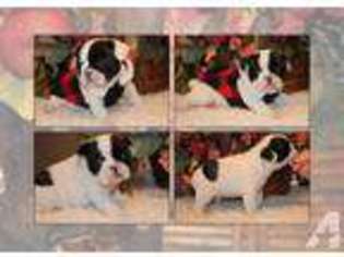 French Bulldog Puppy for sale in PARADISE, TX, USA