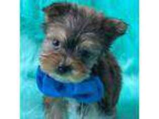 Yorkshire Terrier Puppy for sale in Sulligent, AL, USA