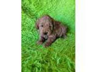 Goldendoodle Puppy for sale in Archer City, TX, USA