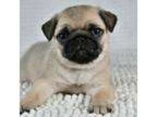 Pug Puppy for sale in Shipshewana, IN, USA
