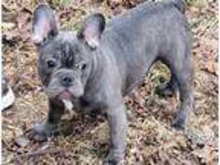 French Bulldog Puppy for sale in Morrison, MO, USA