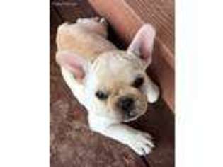 French Bulldog Puppy for sale in Greensburg, KS, USA