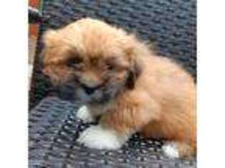 Lhasa Apso Puppy for sale in Greensboro, NC, USA