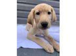Labrador Retriever Puppy for sale in Bensalem, PA, USA