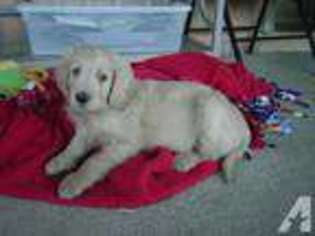 Goldendoodle Puppy for sale in ALTA LOMA, CA, USA