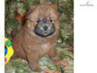 Chow Chow Puppy for sale in Columbia, MO, USA