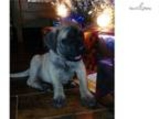 Mastiff Puppy for sale in Cookeville, TN, USA