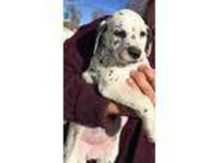 Dalmatian Puppy for sale in Denver, CO, USA