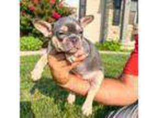 French Bulldog Puppy for sale in Dover, PA, USA