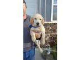 Labrador Retriever Puppy for sale in Thebes, IL, USA