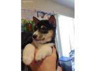 Shiba Inu Puppy for sale in Lake Worth, FL, USA