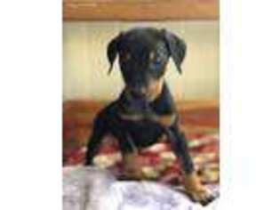 Doberman Pinscher Puppy for sale in Alexis, NC, USA