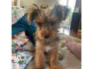 Yorkshire Terrier Puppy for sale in Attleboro, MA, USA