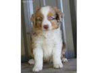 Miniature Australian Shepherd Puppy for sale in Marlin, TX, USA