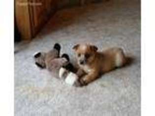 Australian Cattle Dog Puppy for sale in Mason City, NE, USA