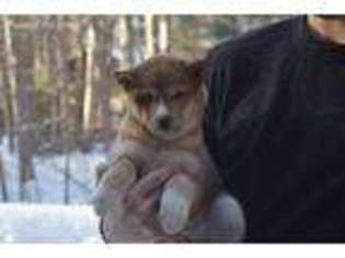 Shiba Inu Puppy for sale in Woodruff, WI, USA