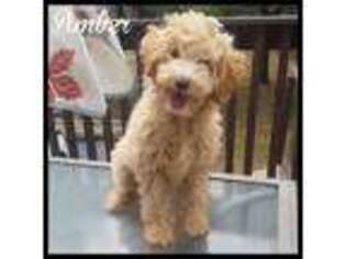 Labradoodle Puppy for sale in Fleetwood, PA, USA