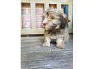 Havanese Puppy for sale in Willis, TX, USA
