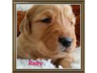 Golden Retriever Puppy for sale in Ellis Grove, IL, USA