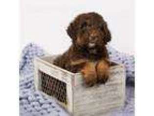 Saint Berdoodle Puppy for sale in English, IN, USA