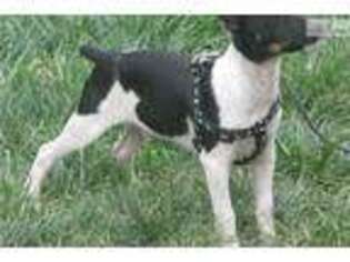 Rat Terrier Puppy for sale in San Diego, CA, USA