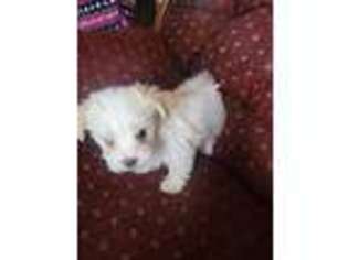 Maltese Puppy for sale in West Boylston, MA, USA