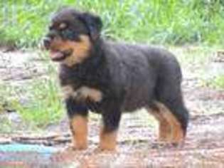 Rottweiler Puppy for sale in Micanopy, FL, USA