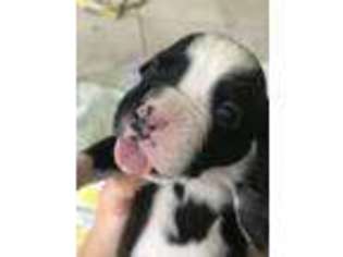 Boxer Puppy for sale in Waco, TX, USA