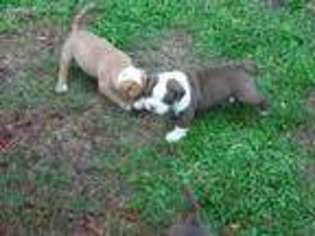 Alapaha Blue Blood Bulldog Puppy for sale in Tampa, FL, USA