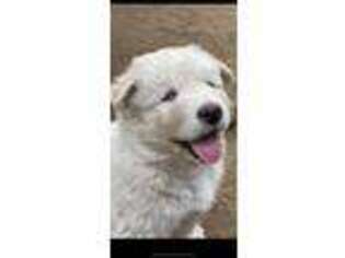 Mutt Puppy for sale in Holland, MI, USA