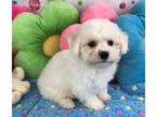 Bichon Frise Puppy for sale in Clearwater, FL, USA