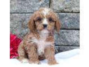 Cavapoo Puppy for sale in Strasburg, PA, USA