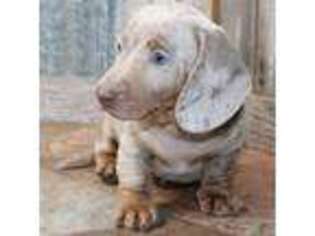 Dachshund Puppy for sale in Mountain Home, AR, USA