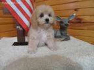 Medium Photo #1 Cavachon Puppy For Sale in Mountain Grove, MO, USA