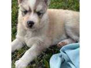 Siberian Husky Puppy for sale in Kissimmee, FL, USA