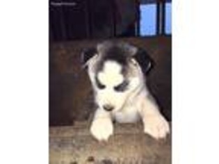 Siberian Husky Puppy for sale in Shippensburg, PA, USA