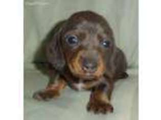 Dachshund Puppy for sale in Rio Linda, CA, USA