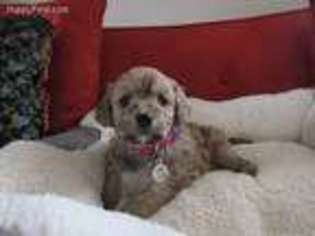 Cavapoo Puppy for sale in Liberty, MO, USA