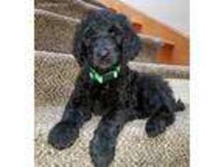 Labradoodle Puppy for sale in Stanwood, WA, USA