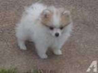Pomeranian Puppy for sale in GAFFNEY, SC, USA