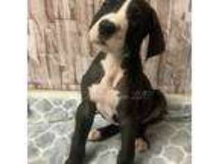 Great Dane Puppy for sale in Milford, VA, USA
