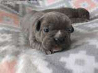 Mutt Puppy for sale in Stewartsville, MO, USA