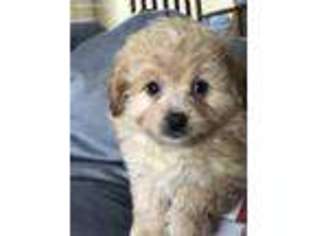 Mutt Puppy for sale in Loudon, TN, USA