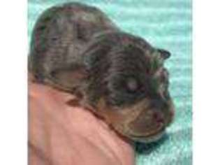 Miniature Pinscher Puppy for sale in Raleigh, NC, USA