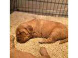 Golden Retriever Puppy for sale in Lonsdale, MN, USA