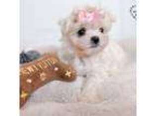 Maltese Puppy for sale in Tampa, FL, USA
