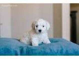 Bichon Frise Puppy for sale in Saratoga Springs, UT, USA