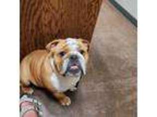 Bulldog Puppy for sale in Attica, KS, USA