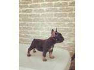 French Bulldog Puppy for sale in Beaumont, TX, USA